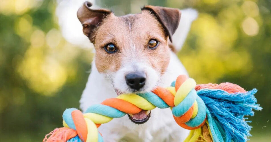 Bond With Your Dog On National Fetch Day