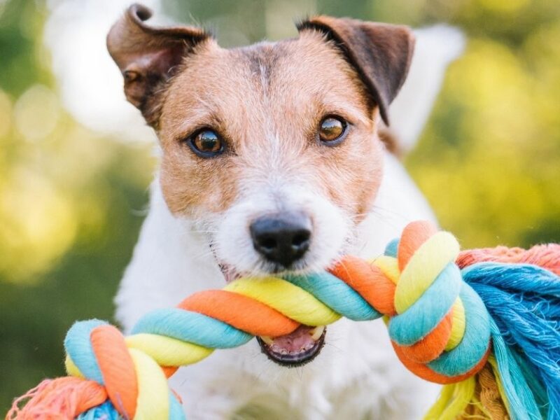 Bond with your dog on National Fetch Day