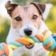 Bond with your dog on National Fetch Day