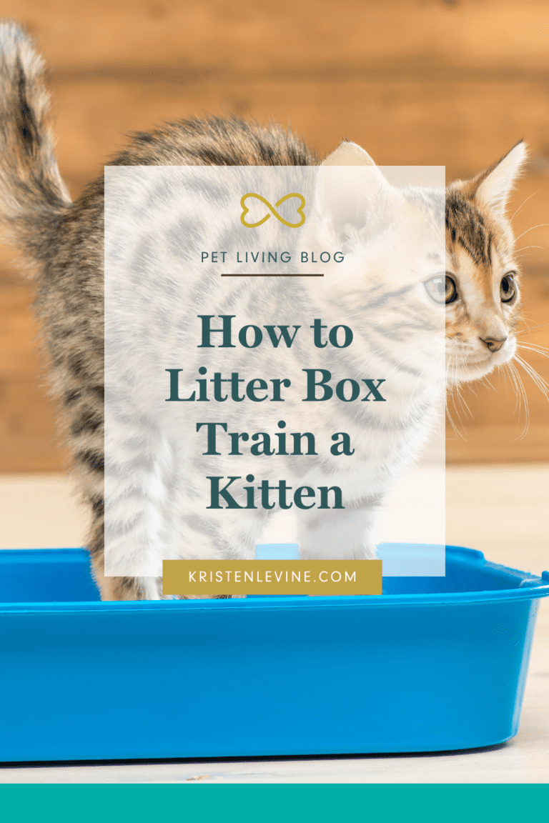 How to Litter Box Train a Kitten