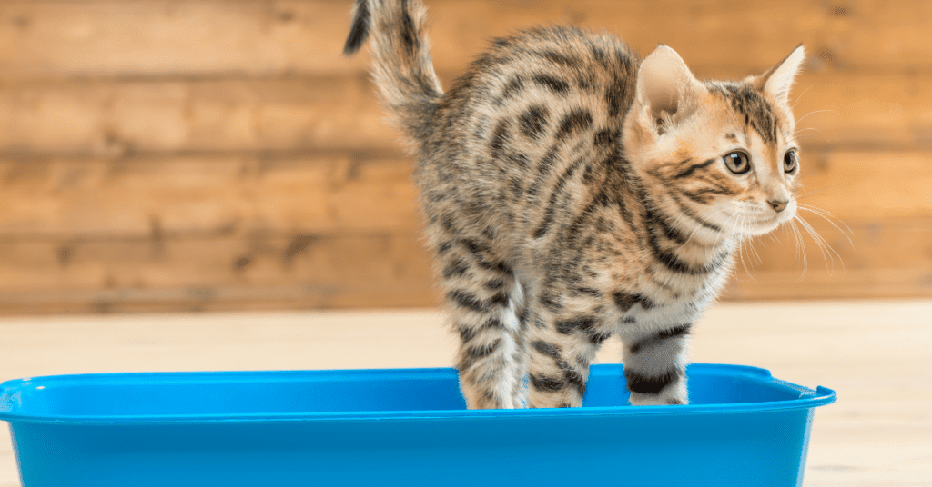 When Should I Spay or Neuter My Cat?