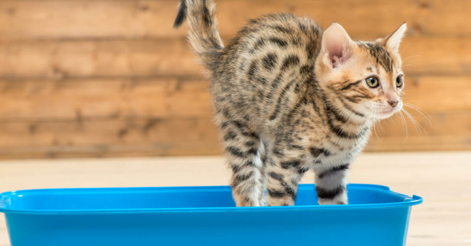 Kitten playing 2025 in litter box