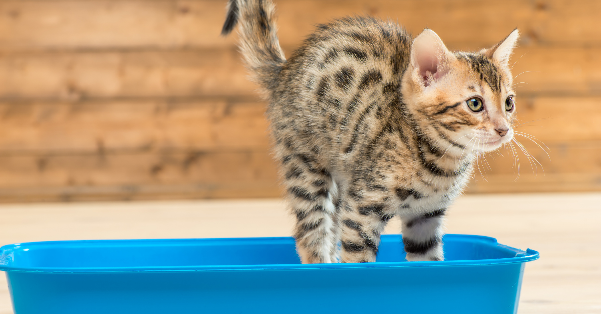 How to litter outlet tray train a kitten