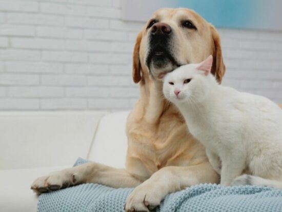 Your senior pets need these skin care t