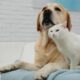 Your senior pets need these skin care t