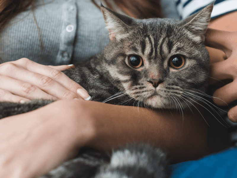 How To Treat Feline Acne Once And Fur All Kristen Levine Pet Living