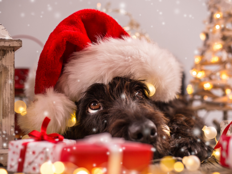 Black Fur-iday Gifts