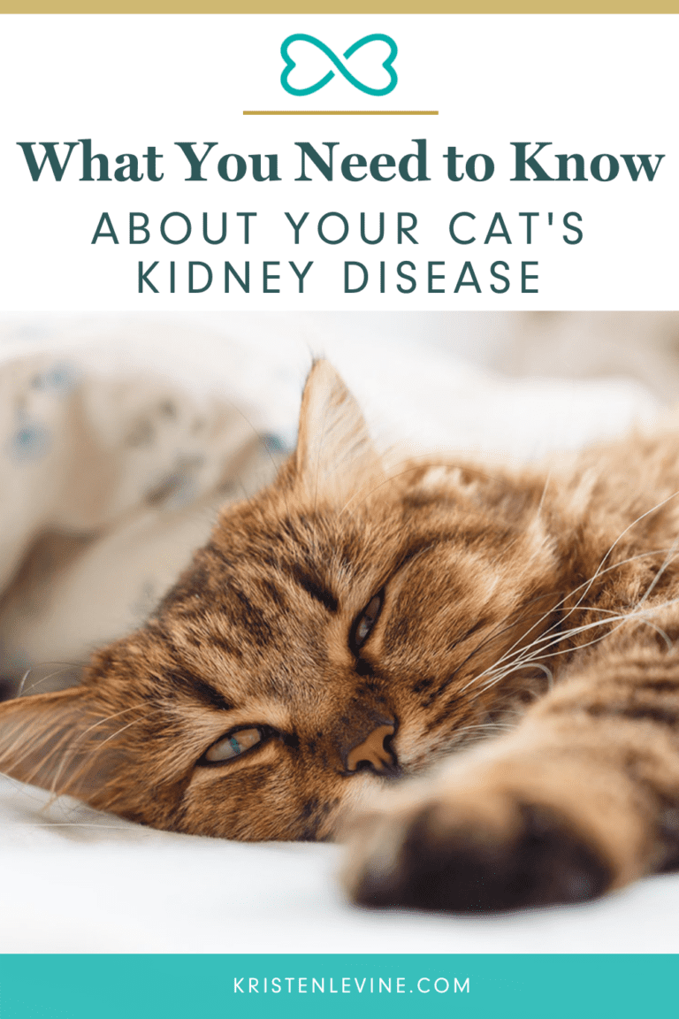 What You Need to Know About Your Cat's Kidney Disease