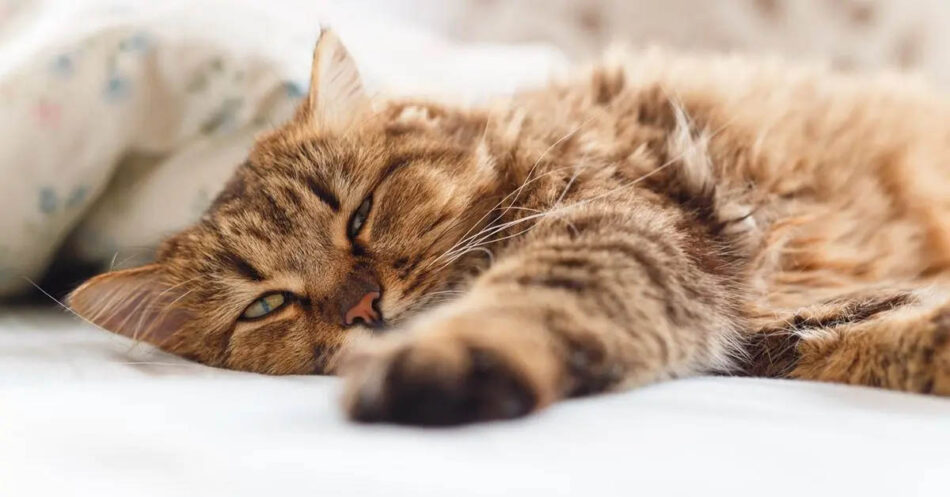 cat-kidney-disease-symptoms-and-more-pet-living