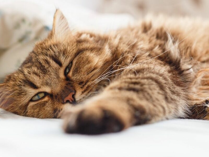 What You Need to Know About Your Cat's Kidney Disease