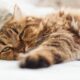 Kidney disease in cats can be scary, but these tips can help!