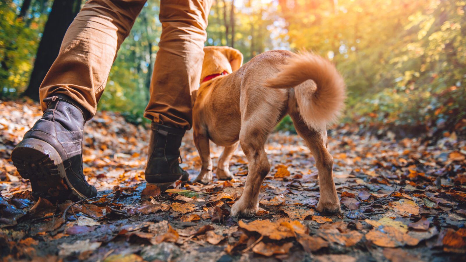 hike with dog pet advice