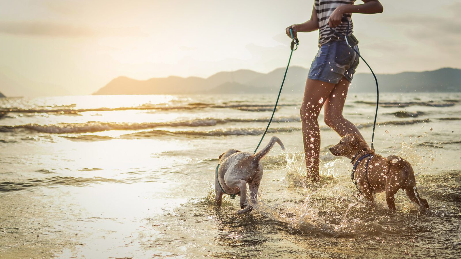 walk with dogs on beach pet care