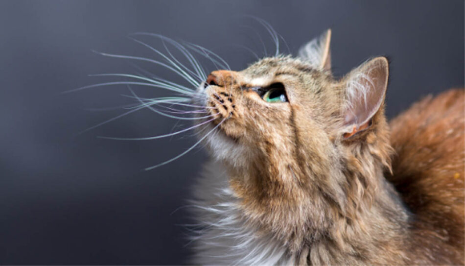 symptoms and treatment for feline hyperthyroidism