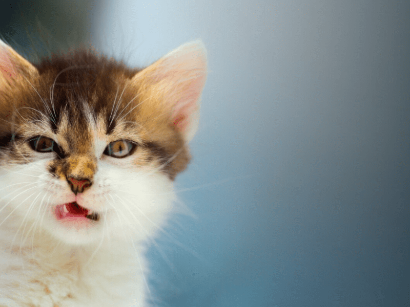 43+ Small cat urine smell The best and funniest cat