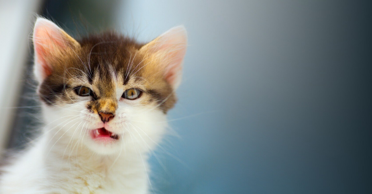 Outdoor cat on sale peeing in house