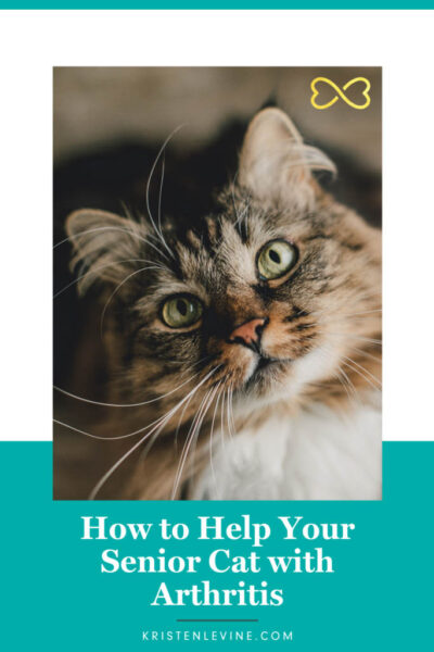 how to help your senior cat with arthritis pin