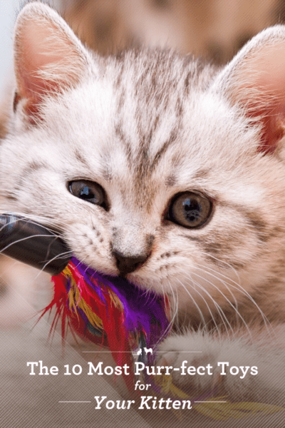 teething toys for kittens