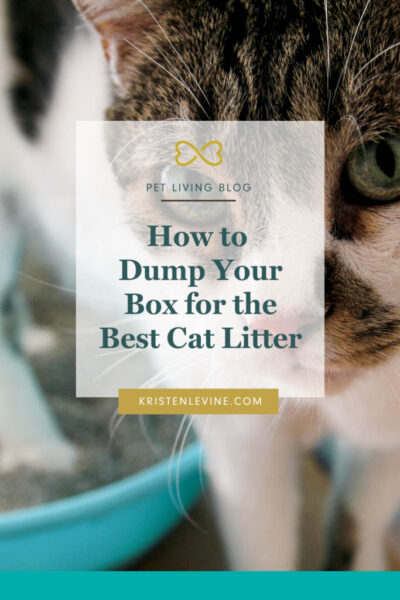 Solve your litter box issues with the best cat litter!