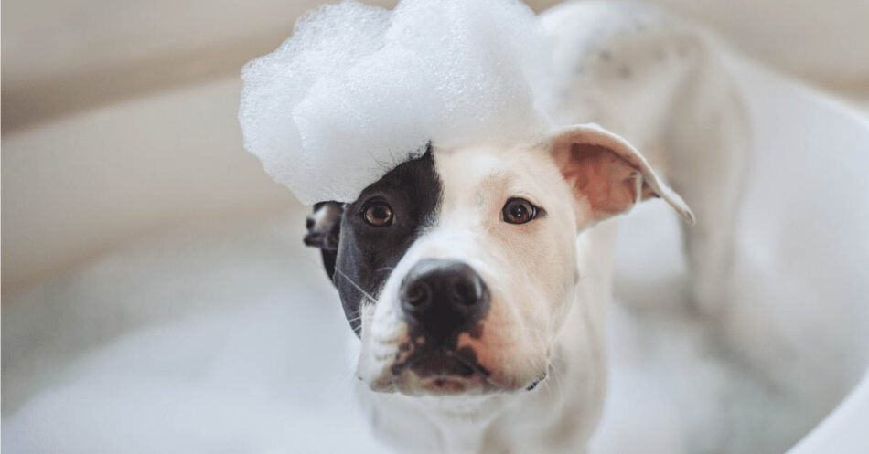 How To Bathe A Dog At Home