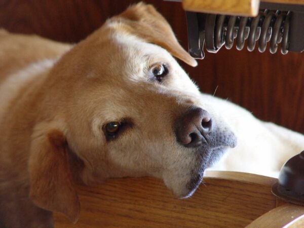 Buck suffered from canine osteoarthritis.