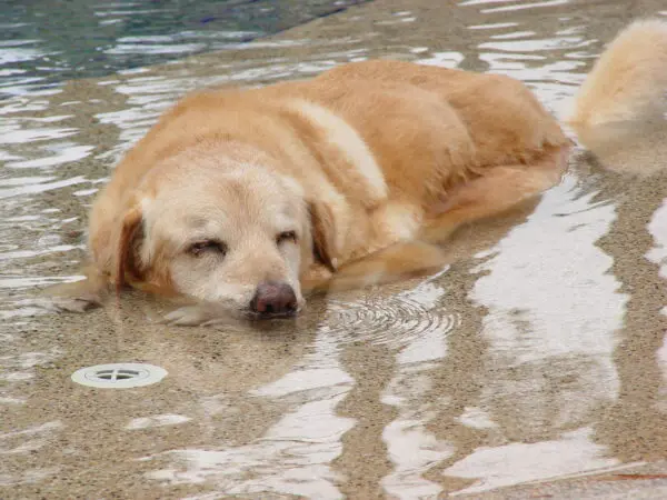 Buck relieved symptoms of his canine osteoarthritis by laying in the shallow end of the pool.