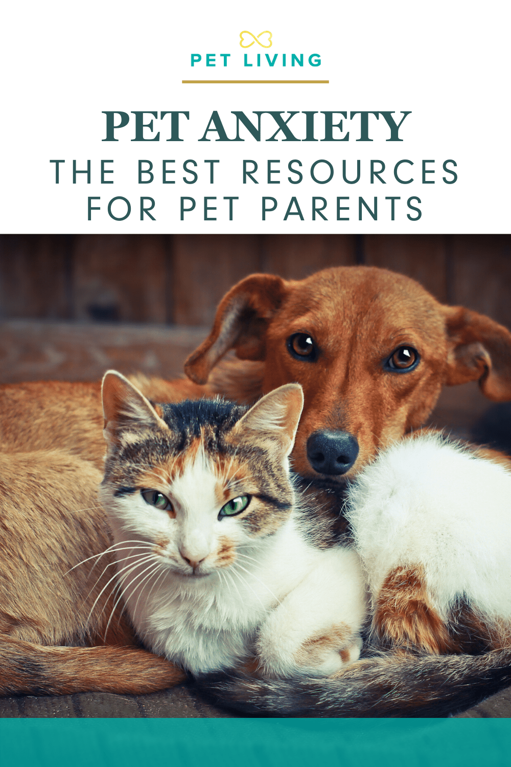 PET ANXIETY AWARENESS LP Pin 2020