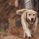 8 Signs Your Dog Has Arthritis and How to Treat It