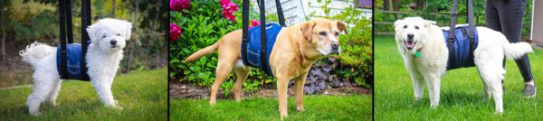 Mobility aids for dogs with arthritis.