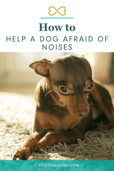 how to help a dog afraid of noises pin