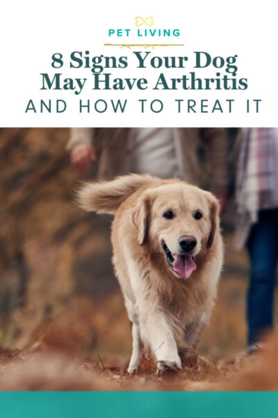 8 signs your dog may have arthritis and how to treat it pin