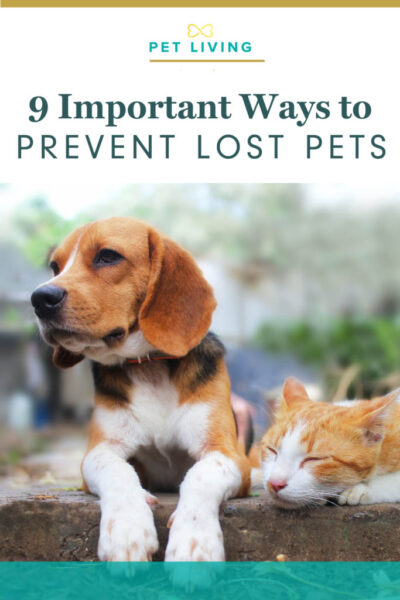 how to prevent lost pets pin