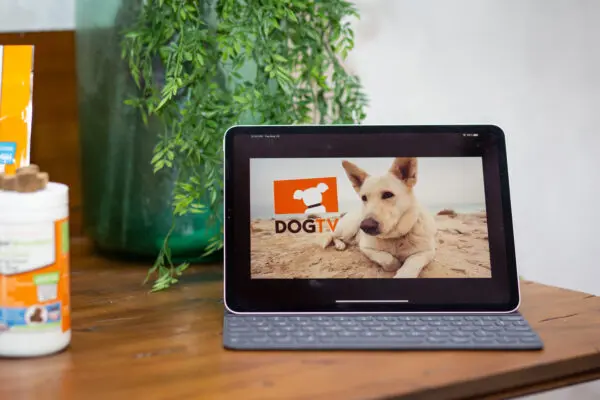 DOGTV can help alleviate your dog's separation anxiety