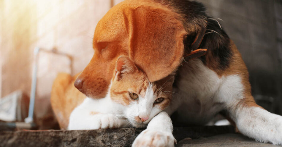 Effective Therapies To Help Your Cat Or Dog's Anxiety