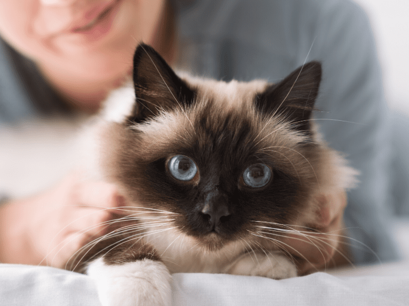 How to Check Your Cat's Vital Signs | Kristen Levine Pet Living