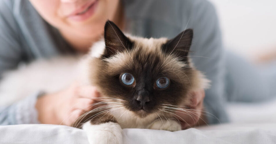 International Cat Day 2023: International Cat Day: How to tell if your cat  loves you? Check for these 10 signs - The Economic Times