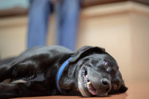 Anxious pets may pant.