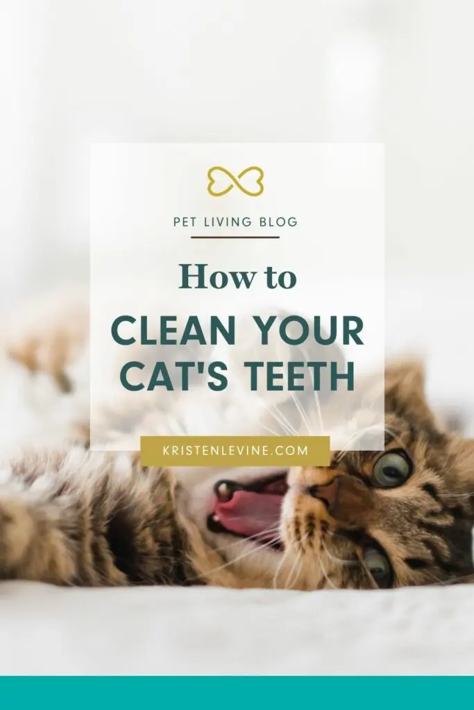 How to clean your cat's teeth