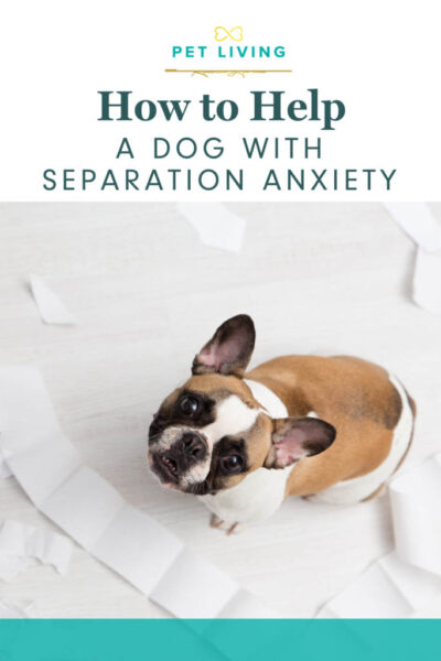 how to help a dog with separation anxiety pin