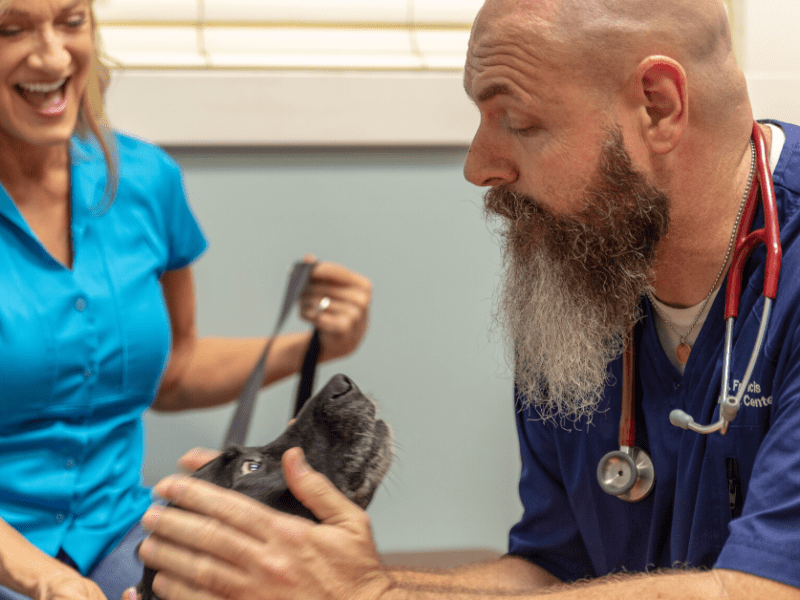 Here is my guide to saving money on your next vet visit.