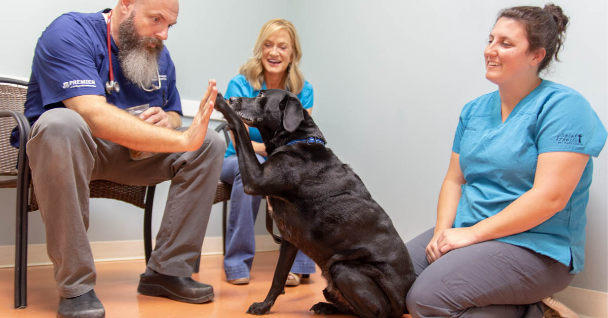 8 Ways to Thank Your Veterinarian