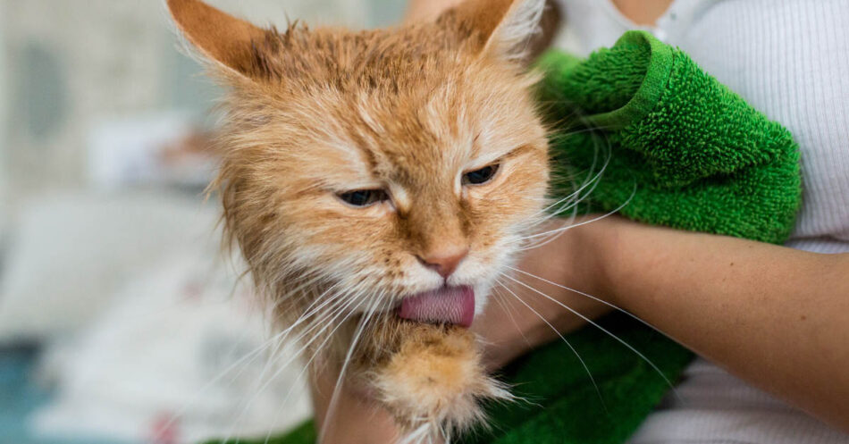 Should you give your cat a bath?