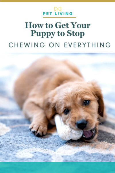 Puppy chewing on everything? Here are some simple ways to get him to stop.