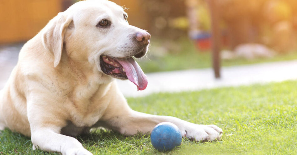 Anxious dogs can improve their memory by chewing on toys, study suggests