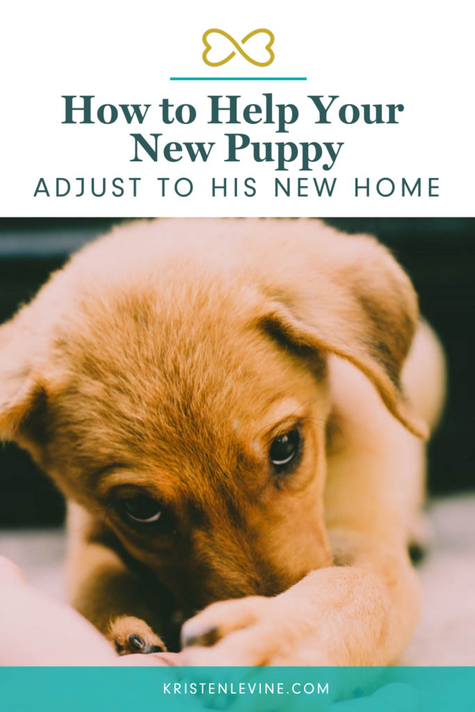 Helping Your Puppy Adjust to a New Home - Featured Image