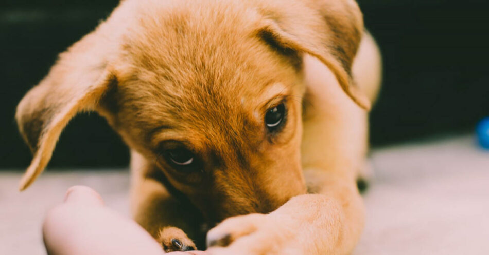 Puppy adjusting store to new home