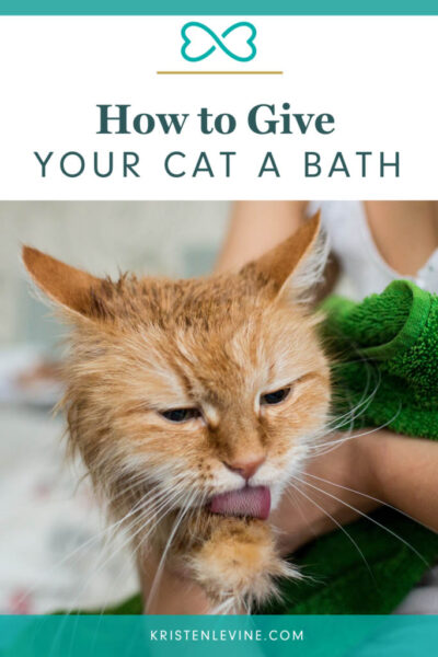 how to give your cat a bath pin