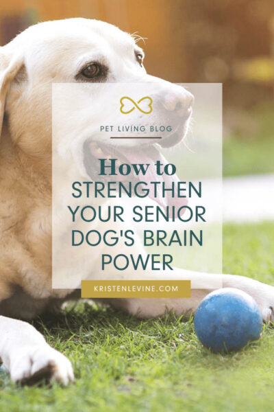 Mental Stimulation for Senior Dogs: Tips to Keep Older Dogs Busy