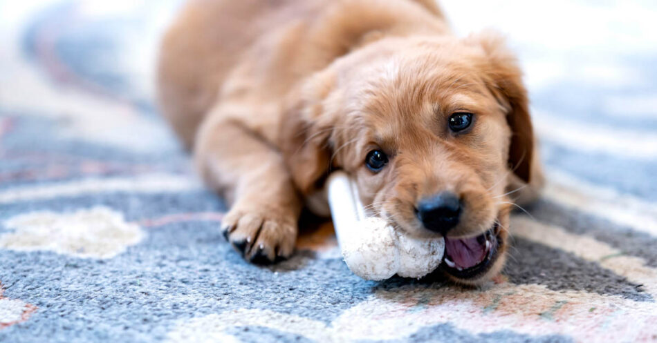 simple ways to stop a Puppy from chewing on everything