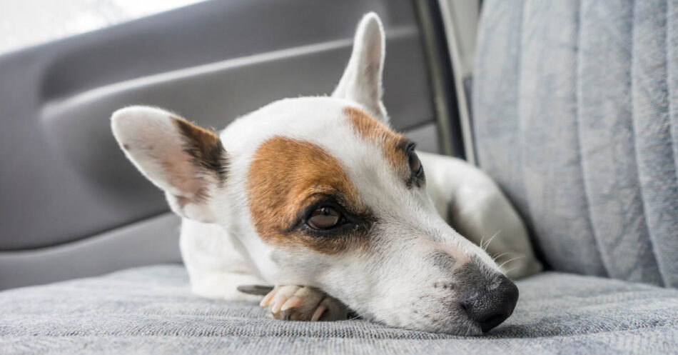 Signs Of Motion Sickness In Dogs And How To Help Them